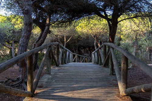 Ein Holzsteg schlängelt sich durch einen mediterranen Pinienwald, Naturschutzgebiet, Pinar De La Almadraba, Pinares De Rota, Rota, Cádiz, Andalusien, Spanien von Fotos by Jan Wehnert