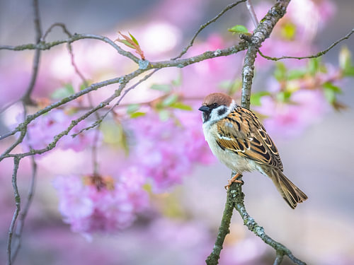 Veldmus voor roze bloemen in het zachte lentelicht