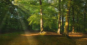 Heilooërbos, Heiloo, nederland van Teus van Keulen