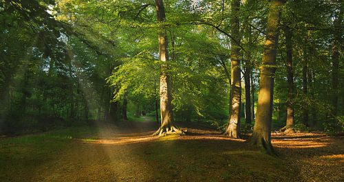 Heilooërbos, Heiloo, Pays-Bas