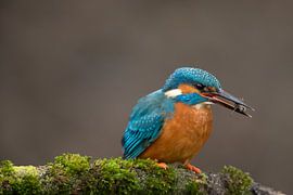 Kingfisher photographed in the Throw by Jeroen Stel