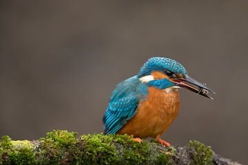 Eisvogel, der im Wurf fotografiert wurde. von Jeroen Stel