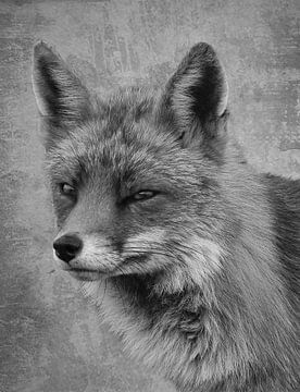 Portrait de renard en noir et blanc