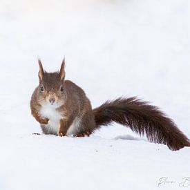 Superman Eichhörnchen im Schnee von Pleun Bonekamp