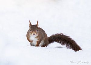 Superman écureuil dans la neige sur Pleun Bonekamp
