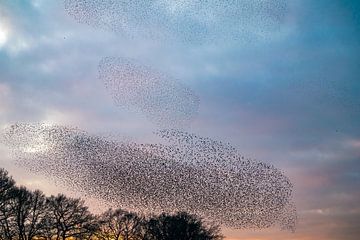 Starling murmuration during sunset at the end of the day by Sjoerd van der Wal Photography