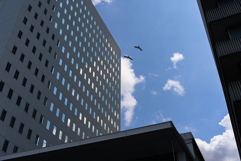 Skyscraper with bird / Wolkenkratzer mit Vogel by Beate.fotopassie