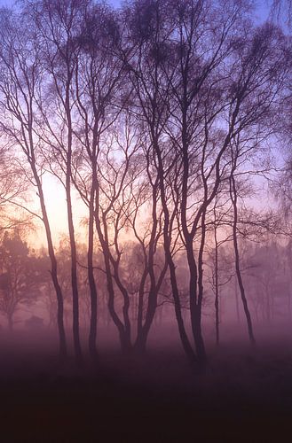 Strabrechtse Heide 173