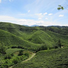 Cameron Highlands - Malaysia by Fotograaf Jelle
