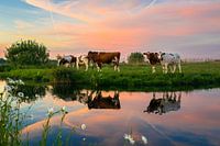 Cows in the Dutch Landscape