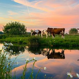 Kühe in der niederländischen Landschaft von Menno van der Haven