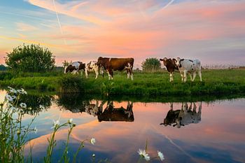 Les vaches dans le paysage néerlandais