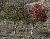 Herfstkleuren in de Wassenaarse duinen von Ralph Mbekie Miniaturansicht