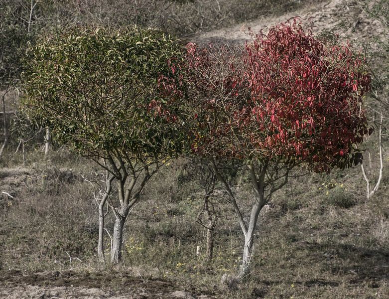 Shades of Autumn in the Dutch dunes von Ralph Mbekie