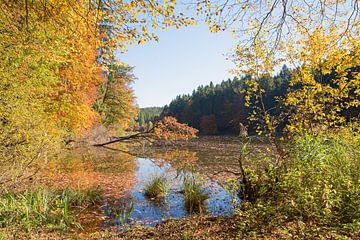 herfstbos aan het veenmeer Thanning, Hoog-Bavarije van SusaZoom