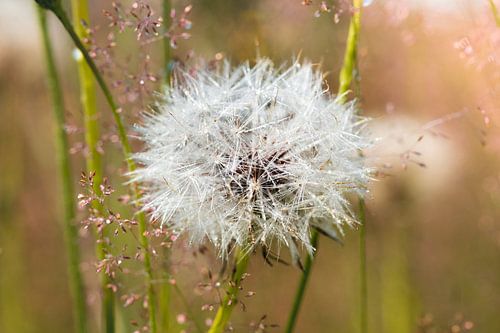 Pusteblume im Gegenlicht