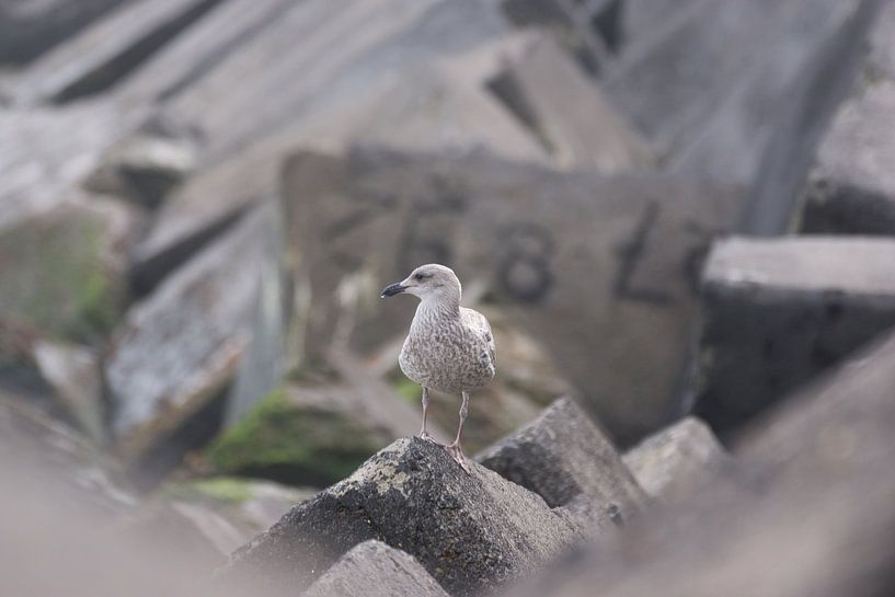 Meeuw op wacht op pier van Ijmuiden par Sjoerd de Hoop