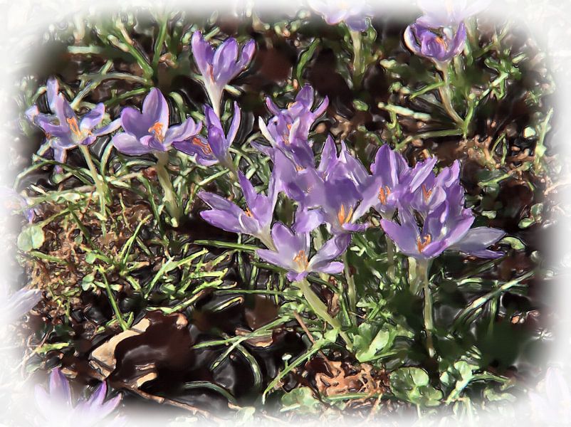 Krokussen in aquarel look van Edgar Schermaul