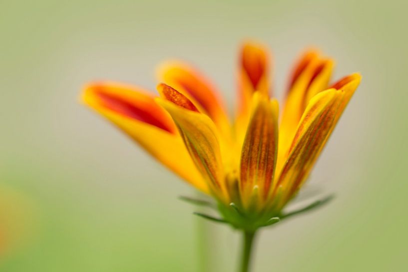 Bee Bold Flower by Iris Holzer Richardson