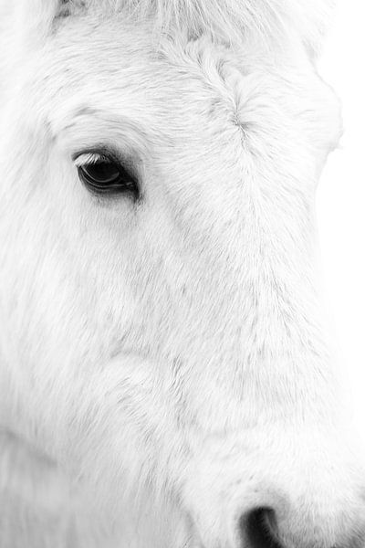 Icelandic pony by PeetMagneet