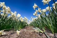 Flowerbulbs - Daffodil