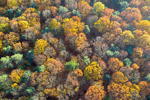 Oranje herfstkronen van bovenaf