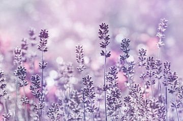 lavender dreams by Violetta Honkisz