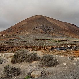 Antigua Rofera von Henk Langerak