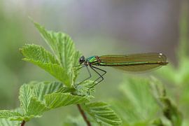 Bosbeekjuffer sur Hans Hendriks