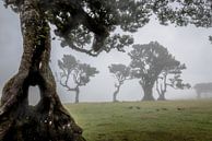 Feenwald auf Madeira von Dirk Rüter Miniaturansicht