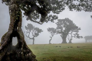 Sprookjesbos op Madeira van Dirk Rüter