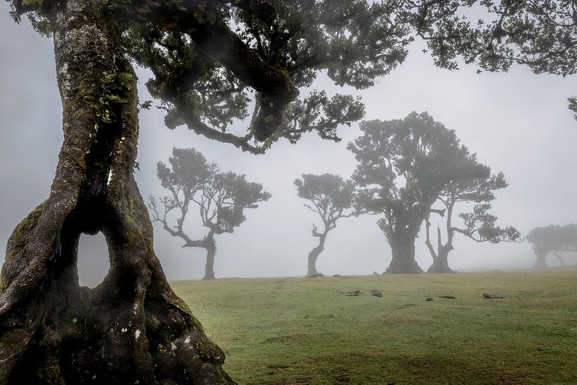 Feenwald auf Madeira von Dirk Rüter