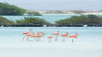 A family of Flamingos