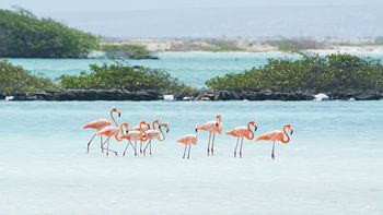 Une famille de Flamants