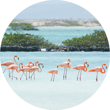Een familie Flamingo's van Michel Geluk