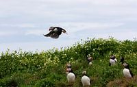 Flying puffin over the landscape