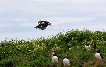 Flying puffin over the landscape by Wendy Hilven