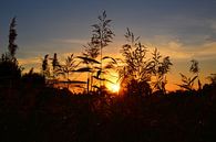 Gras Sihouet met ondergaande zon op een akker in Twente van My Footprints thumbnail