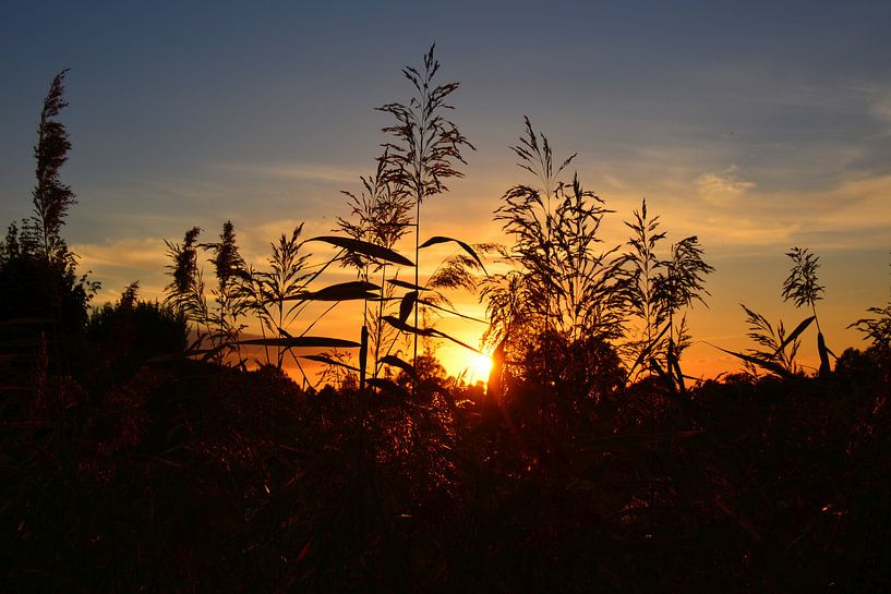 Gras Sihouet met ondergaande zon op een akker in Twente van My Footprints