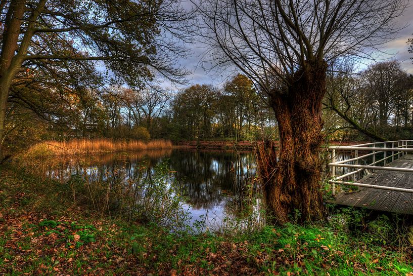 Wilg aan het water par Jaap Voets