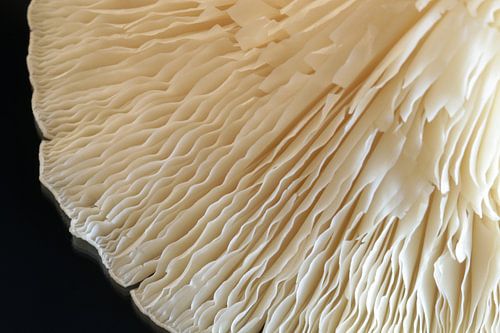 Under the cap of a mushroom