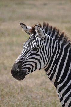 Close up van een zebra. van Alexandre Tziripouloff