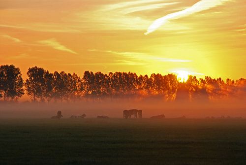 zonsopkomst met koeien in de mist
