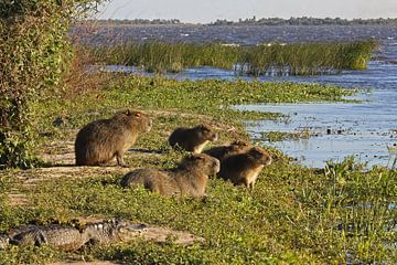 Capybaras dans les zones humides d'Ibera sur Antwan Janssen