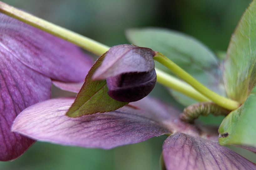 paarse bloem in de knop macrofotografie van wil spijker
