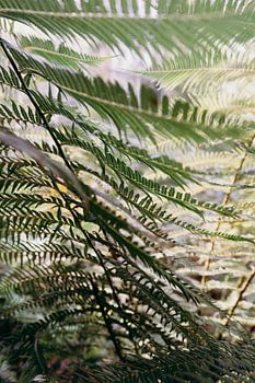 Sailing in the botanical garden of Amsterdam