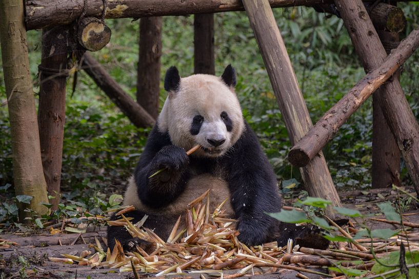 Panda feeding time by Kenji Elzerman