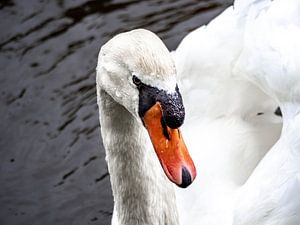 Cygne