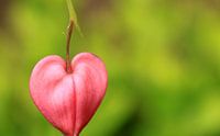 Valentine flower van Marcel van Rijn thumbnail