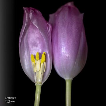 duet tulips by Frank Janssen